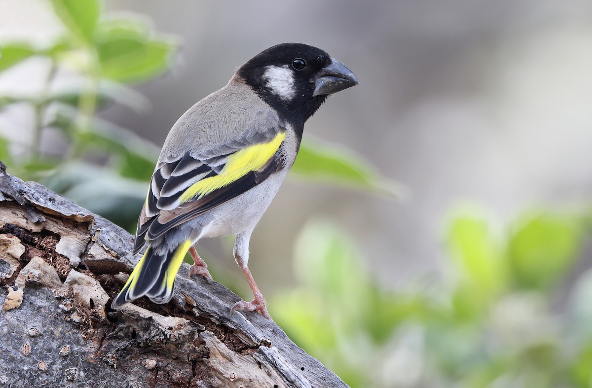 Socotra Grosbeak - ML432474571