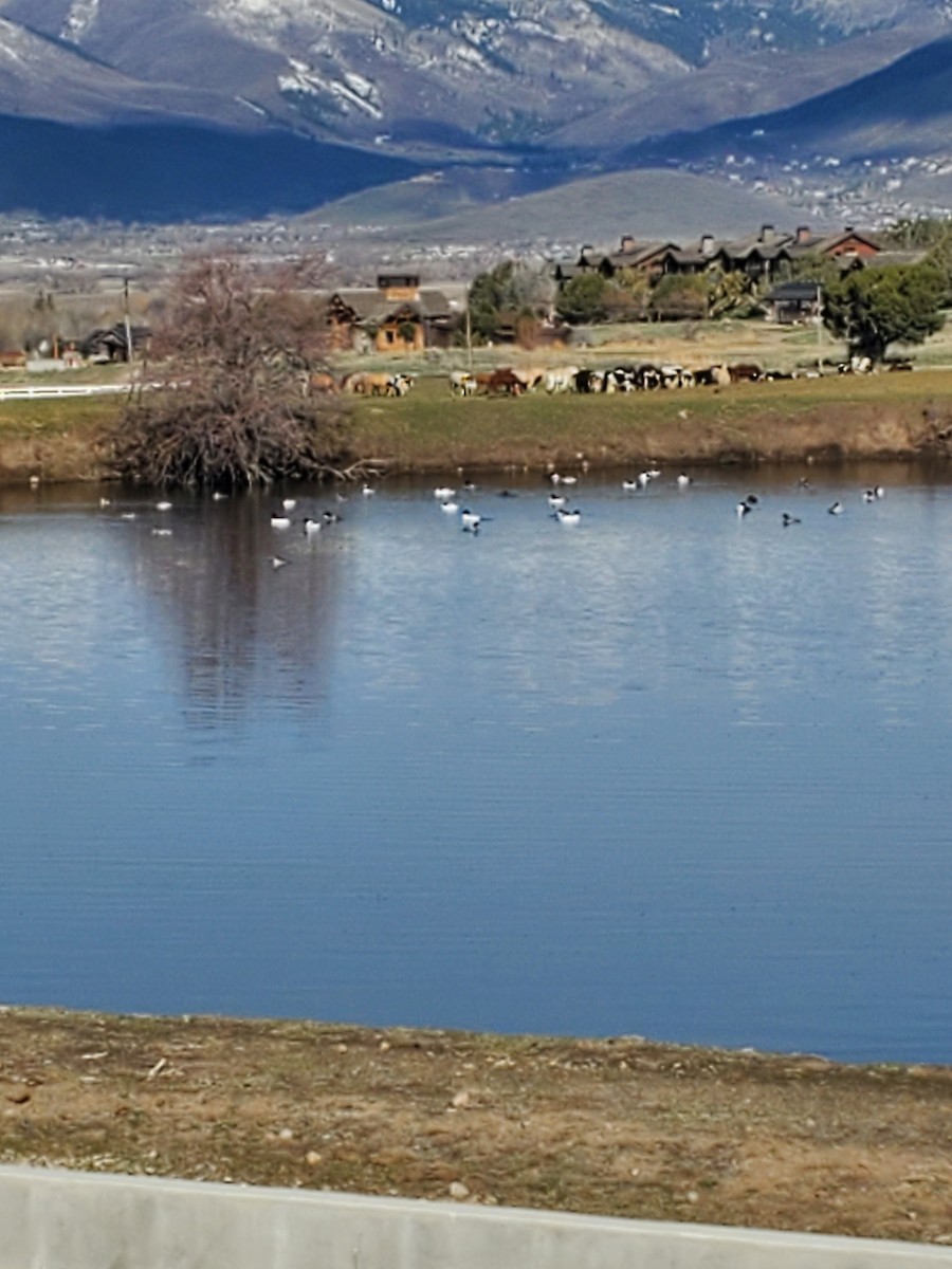 Common Merganser - Gentry Goodman