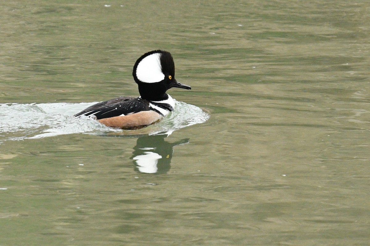 Hooded Merganser - ML432476031