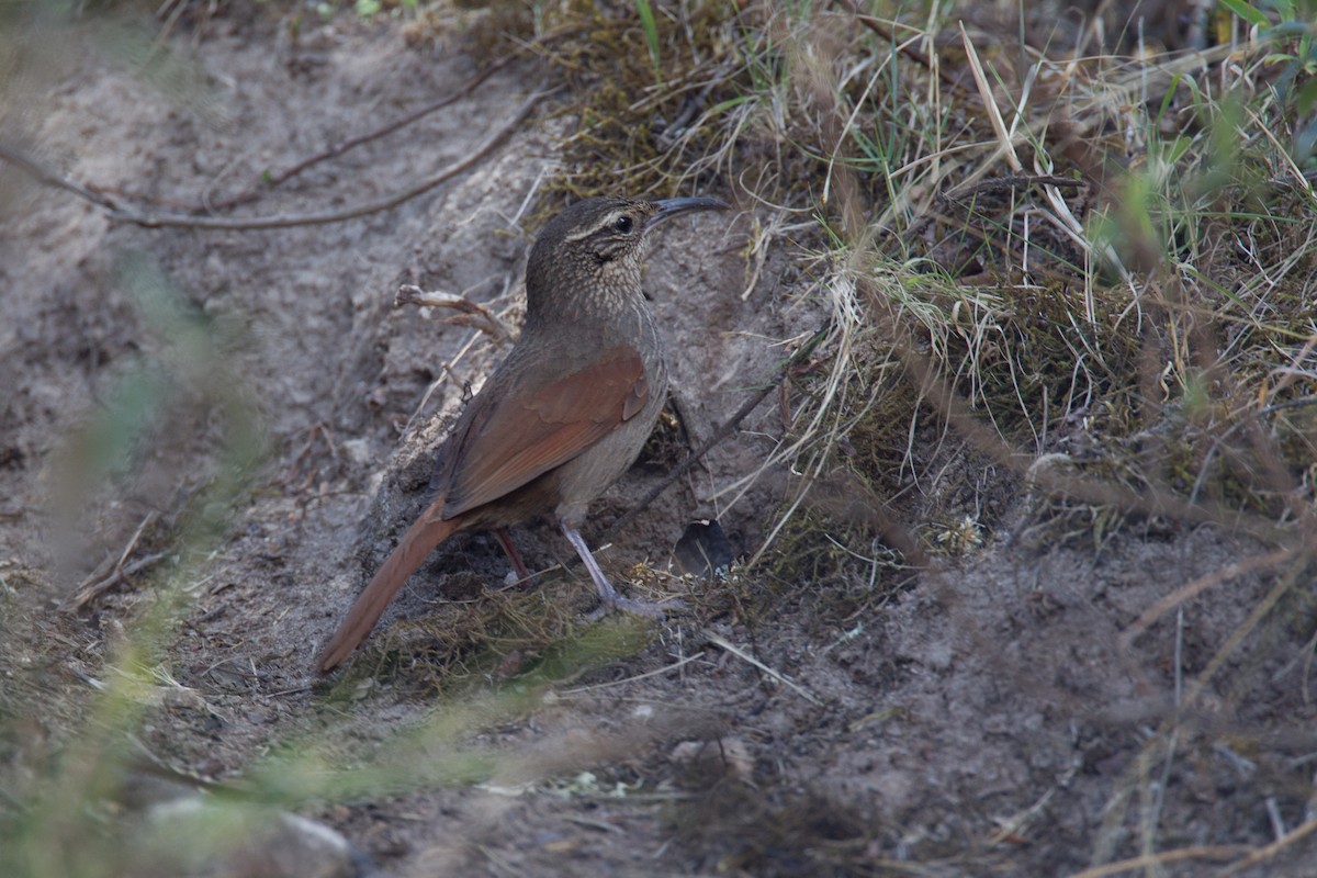 Bandurrita Estriada - ML43247631