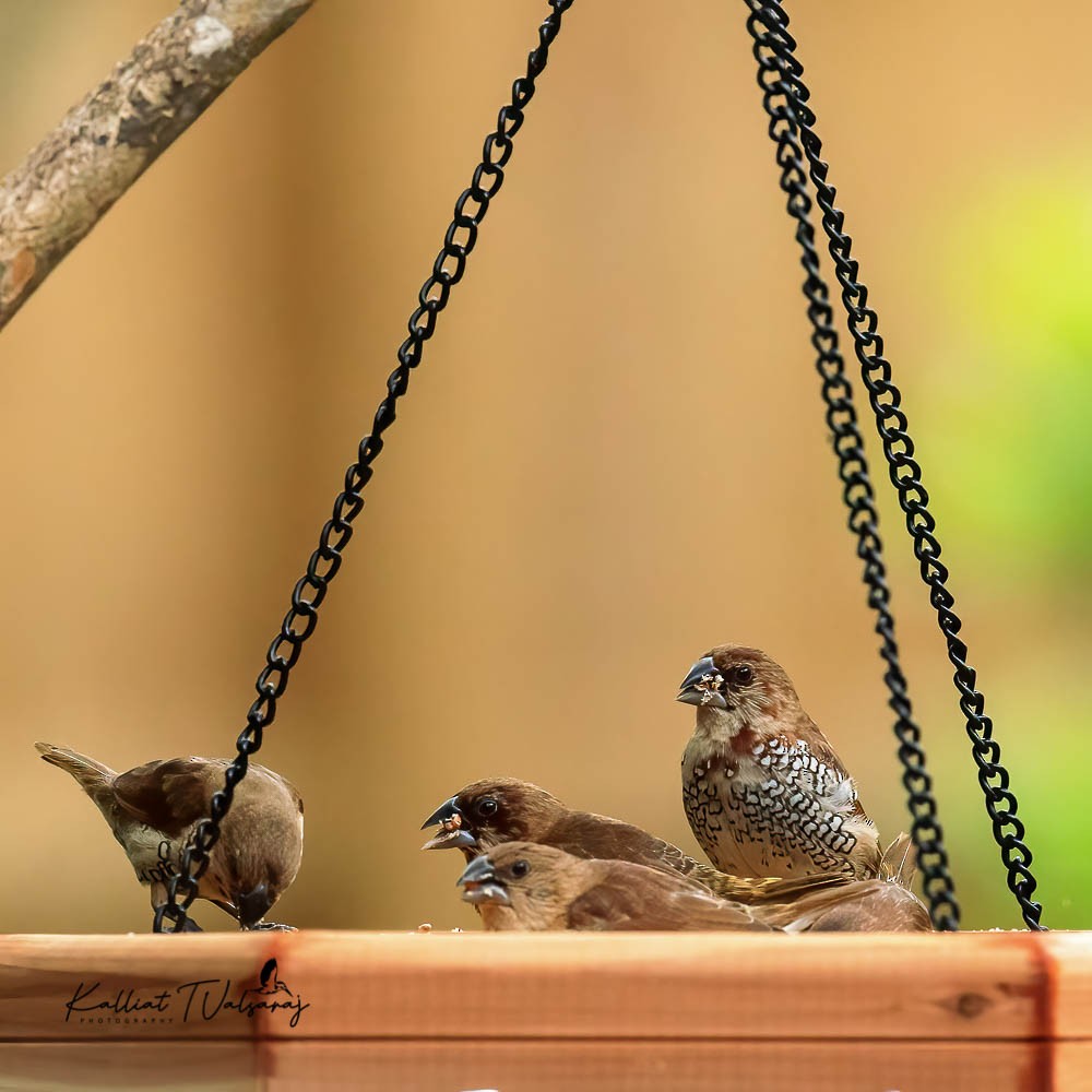 Scaly-breasted Munia - ML432476641