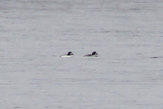 Common Goldeneye - John Shamgochian