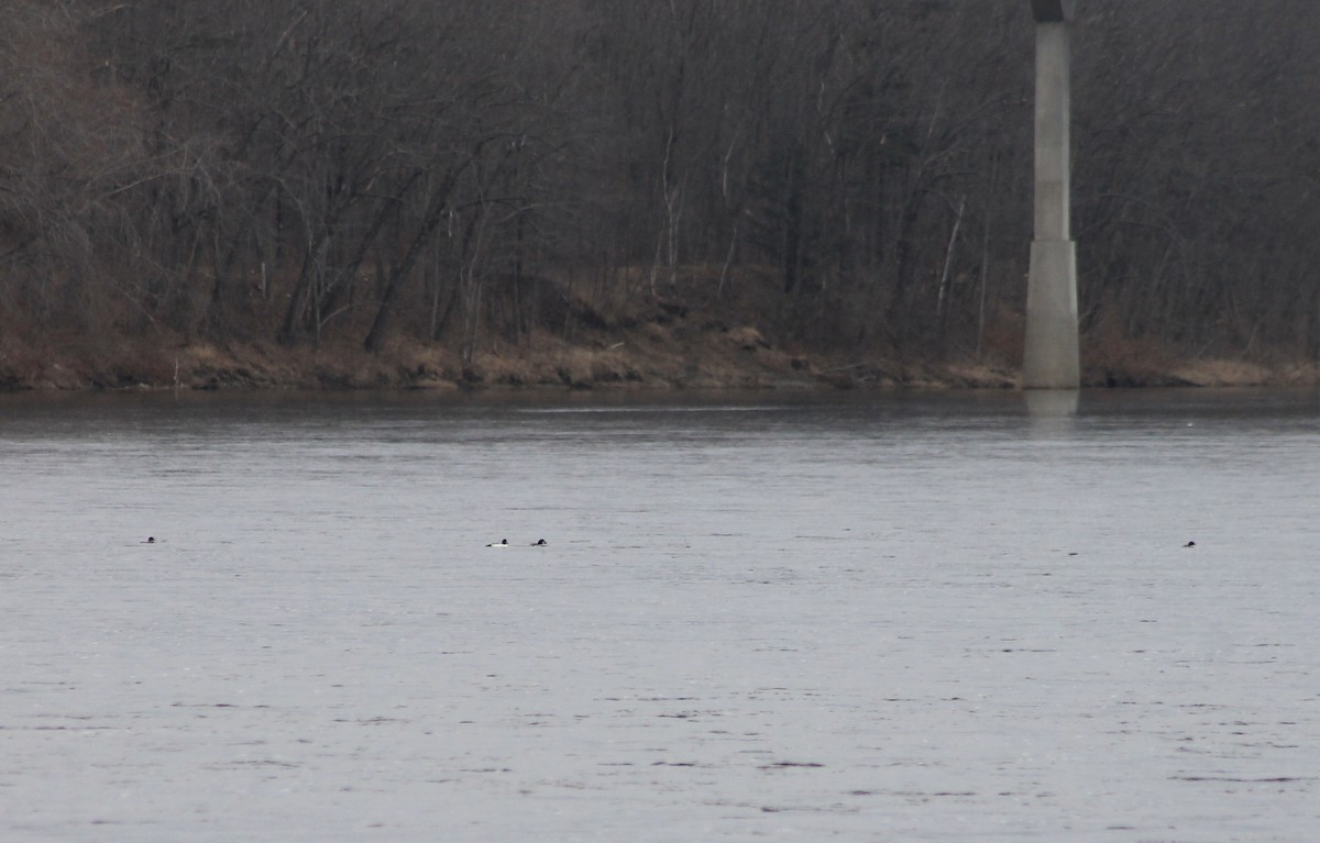 Common Goldeneye - ML432477861