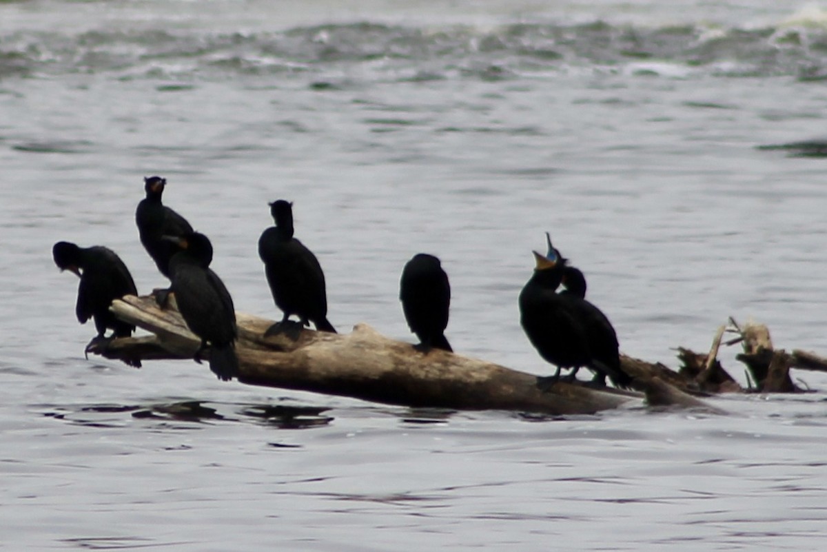 Double-crested Cormorant - John Shamgochian