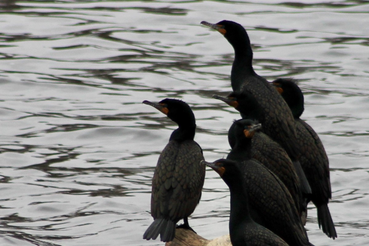 Double-crested Cormorant - John Shamgochian