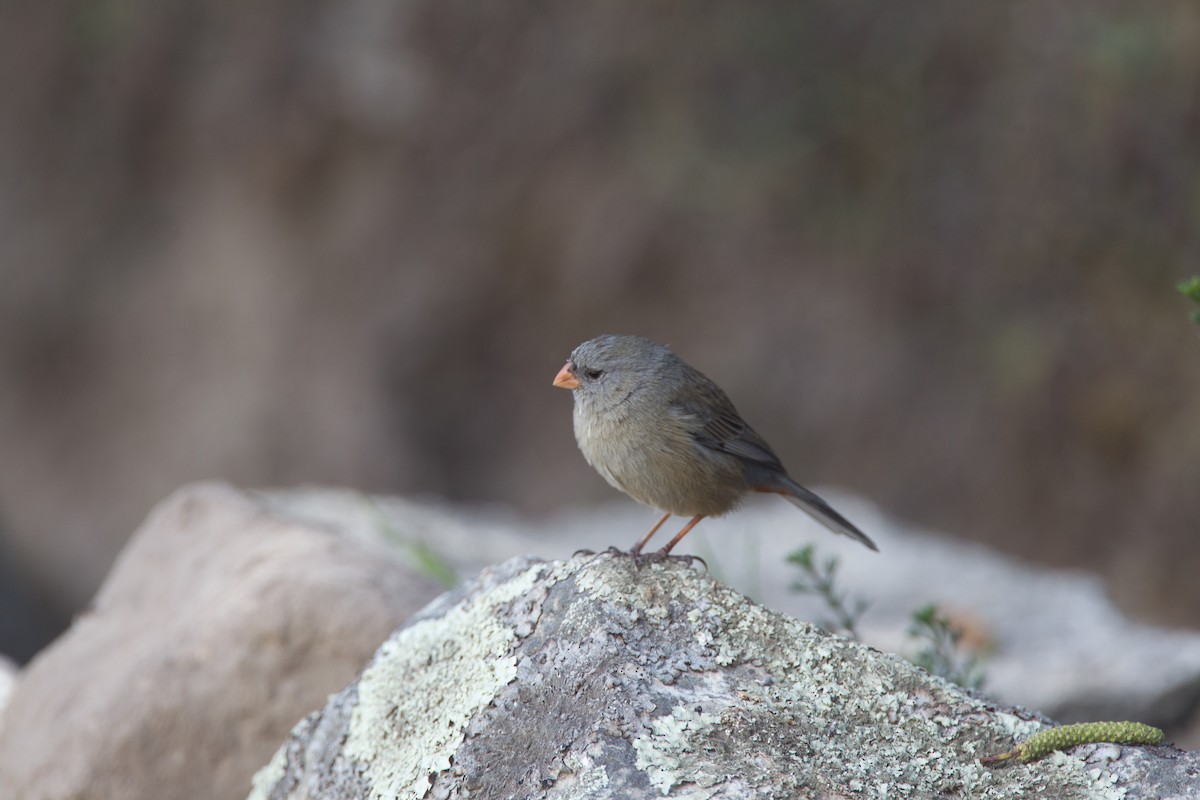 Plain-colored Seedeater - ML43247901