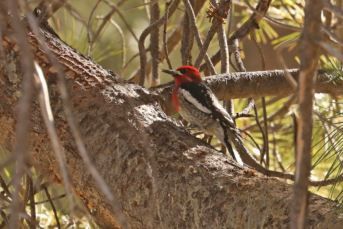 Red-breasted Sapsucker - ML432480441