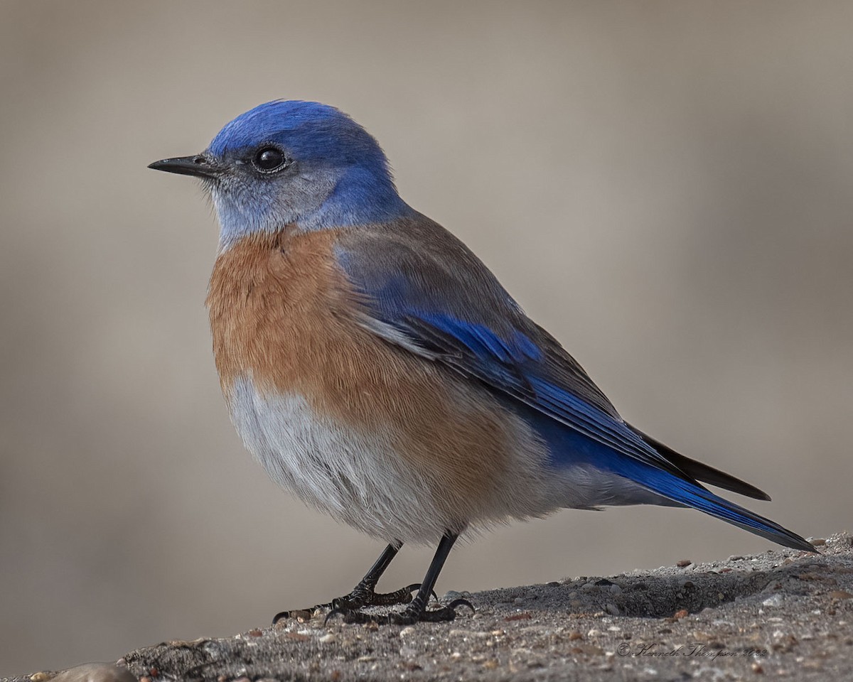 Western Bluebird - ML432480951