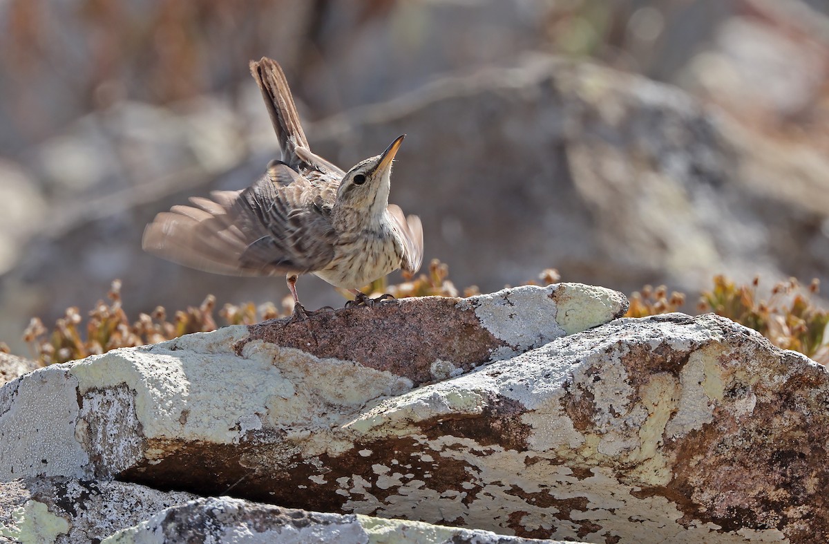 Long-billed Pipit - ML432481371