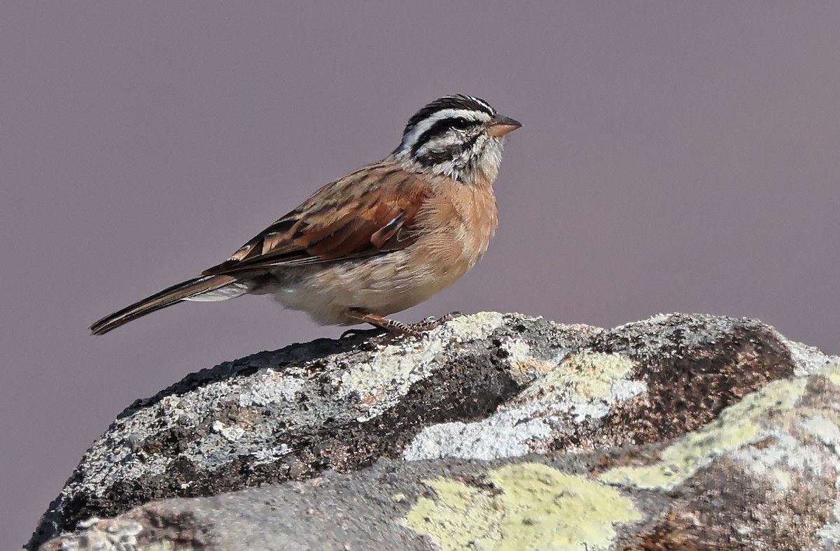 Socotra Bunting - ML432481391