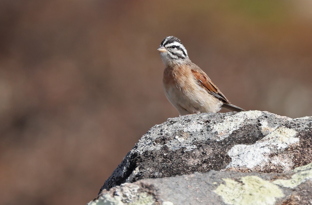 Socotra Bunting - ML432481401