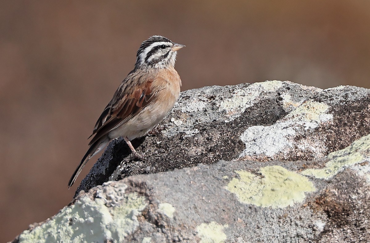 Bruant de Socotra - ML432481411