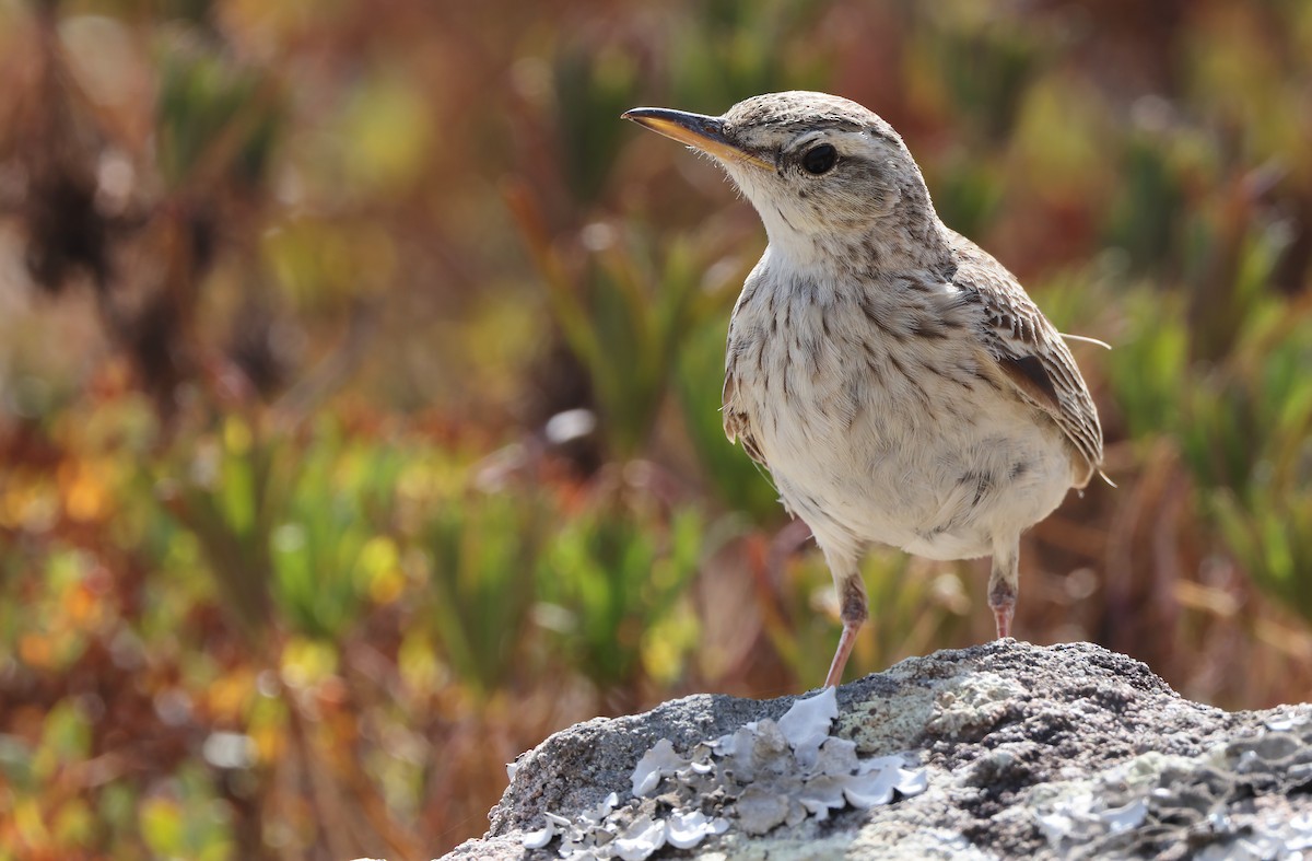 Long-billed Pipit - ML432481421