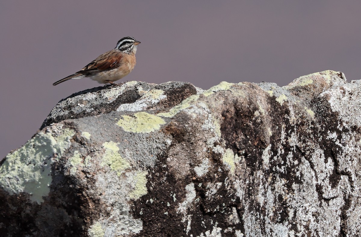 Bruant de Socotra - ML432481431