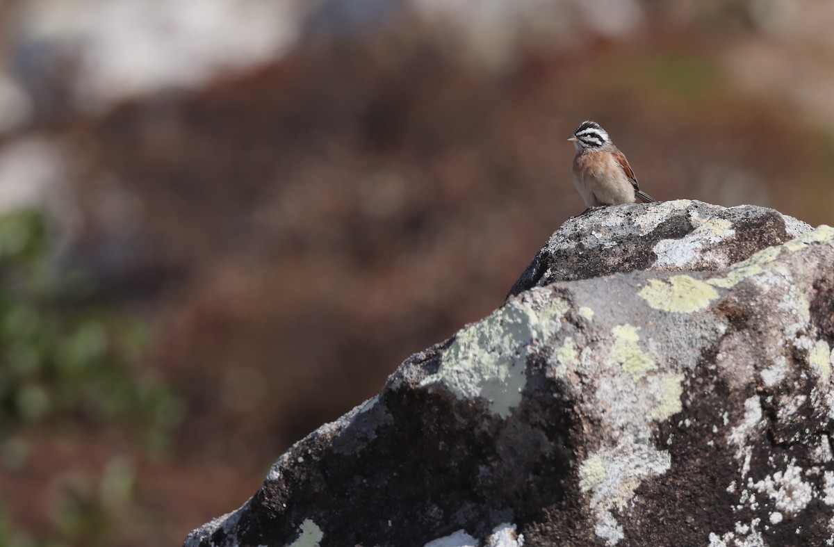 Socotra Bunting - ML432481441