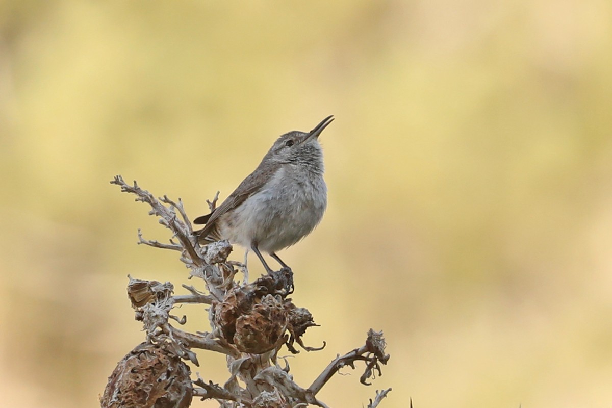 Rock Wren - ML432481801