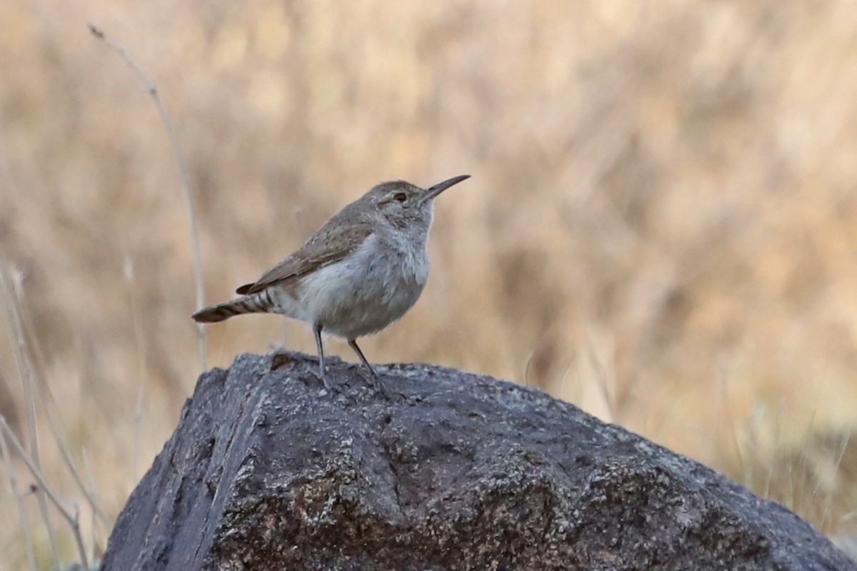 Rock Wren - ML432481811