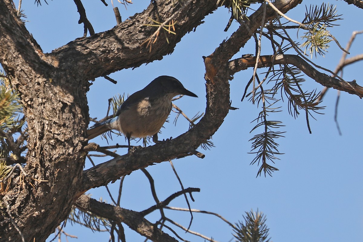 Woodhouse's Scrub-Jay - ML432482031