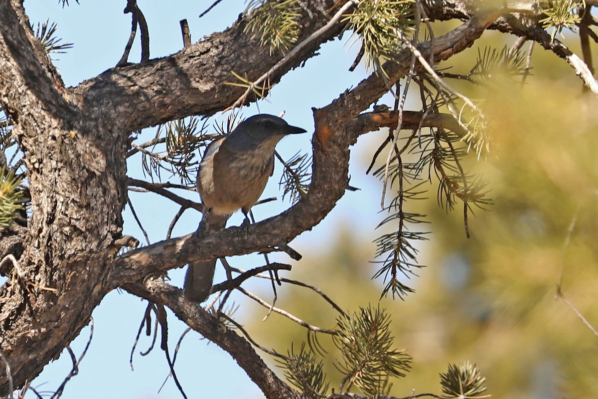 Woodhouse's Scrub-Jay - ML432482041