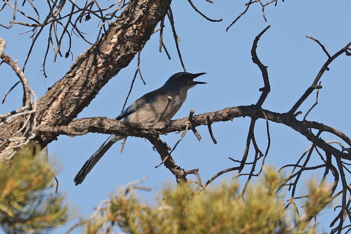 Woodhouse's Scrub-Jay - ML432482051