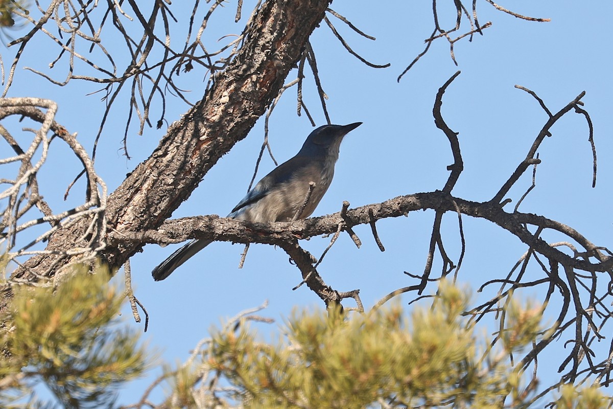 Woodhouse's Scrub-Jay - ML432482061