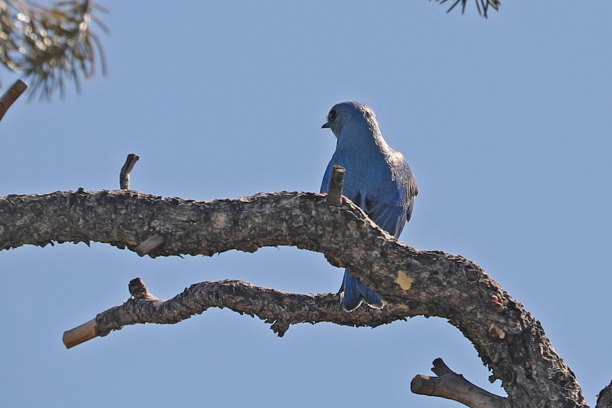 Mountain Bluebird - ML432482081