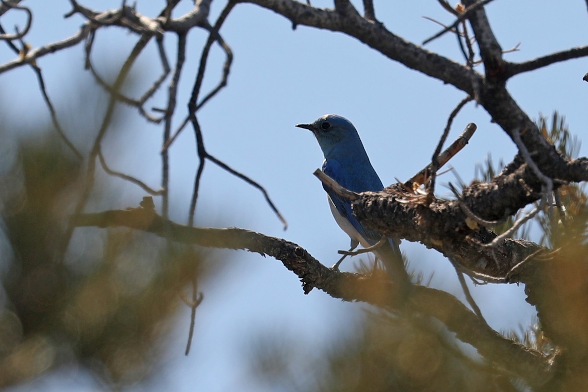 Mountain Bluebird - ML432482091