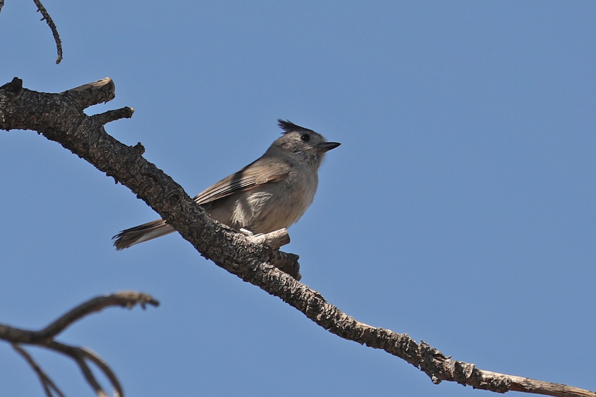 Mésange des genévriers - ML432482111