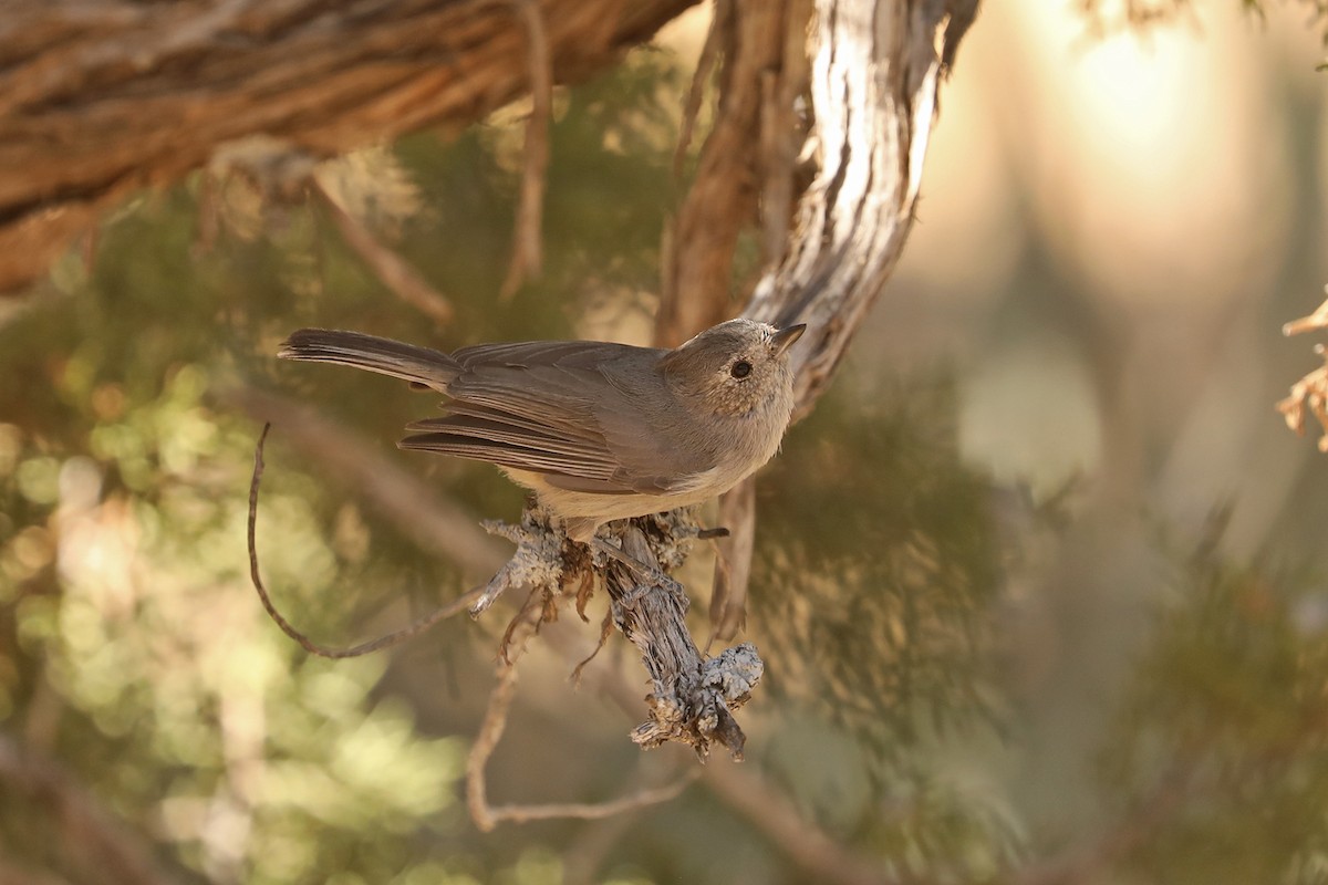 Mésange des genévriers - ML432482151