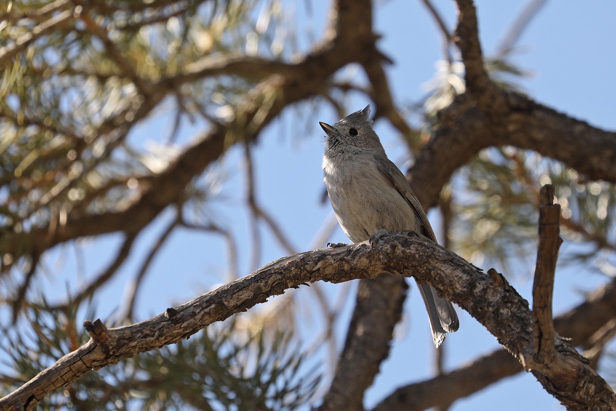 Mésange des genévriers - ML432482161