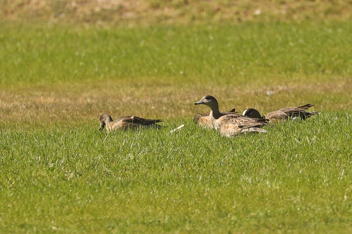 American Wigeon - ML432483141