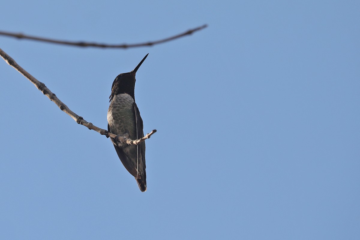 Anna's Hummingbird - ML432483481