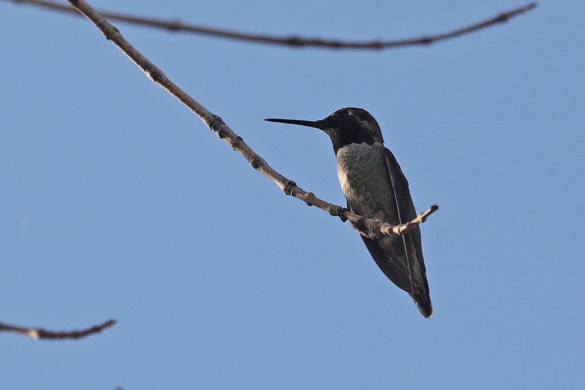 Anna's Hummingbird - Charley Hesse TROPICAL BIRDING