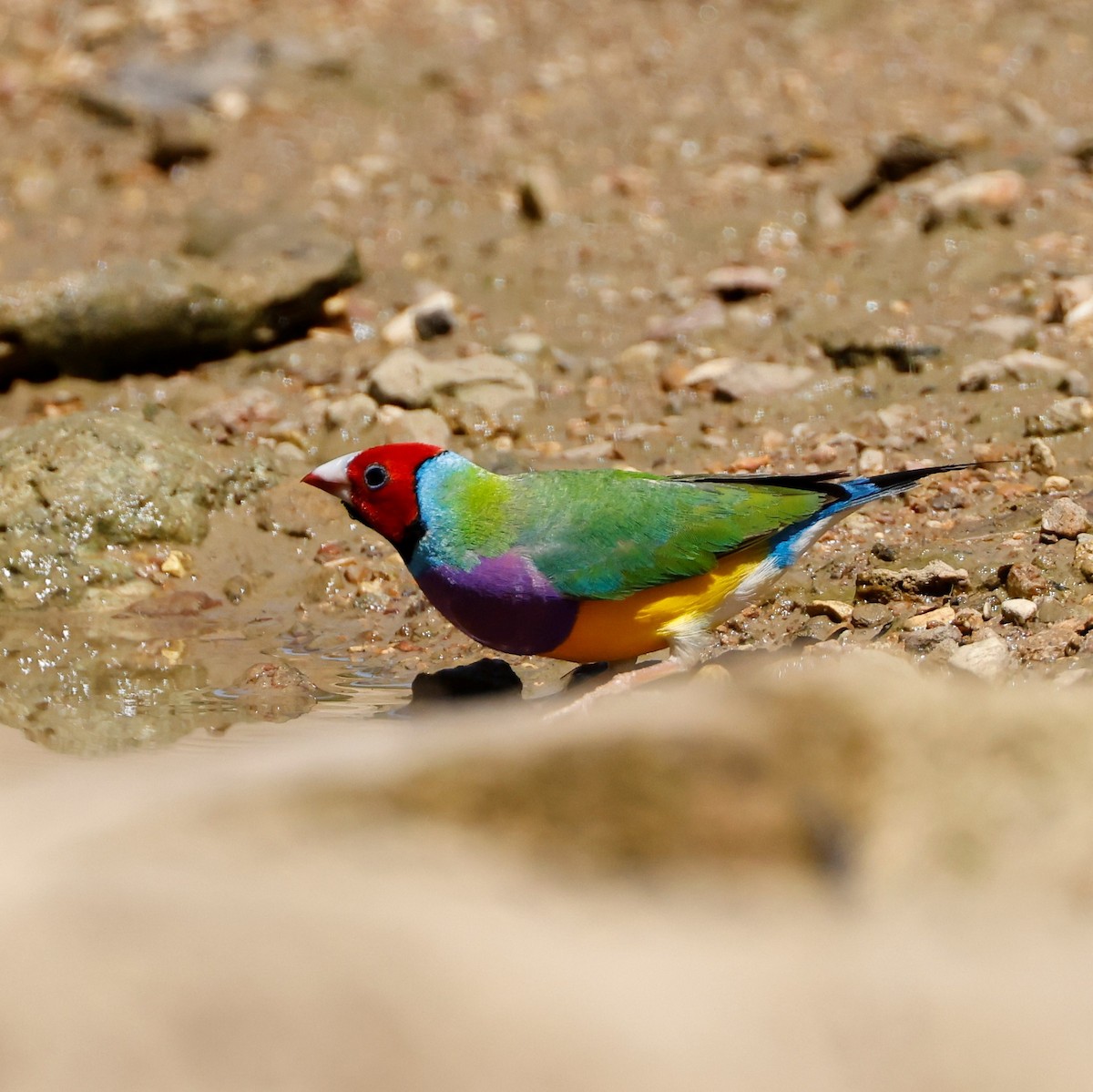 Gouldian Finch - ML432484061