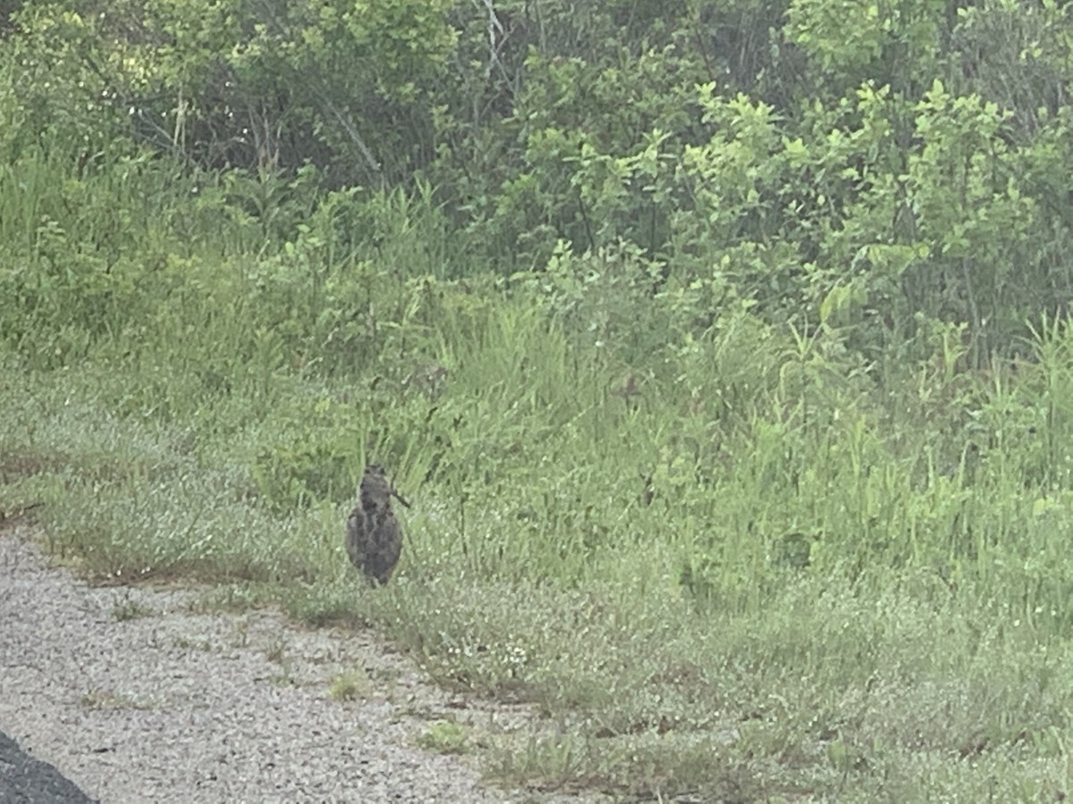 American Woodcock - ML432484621