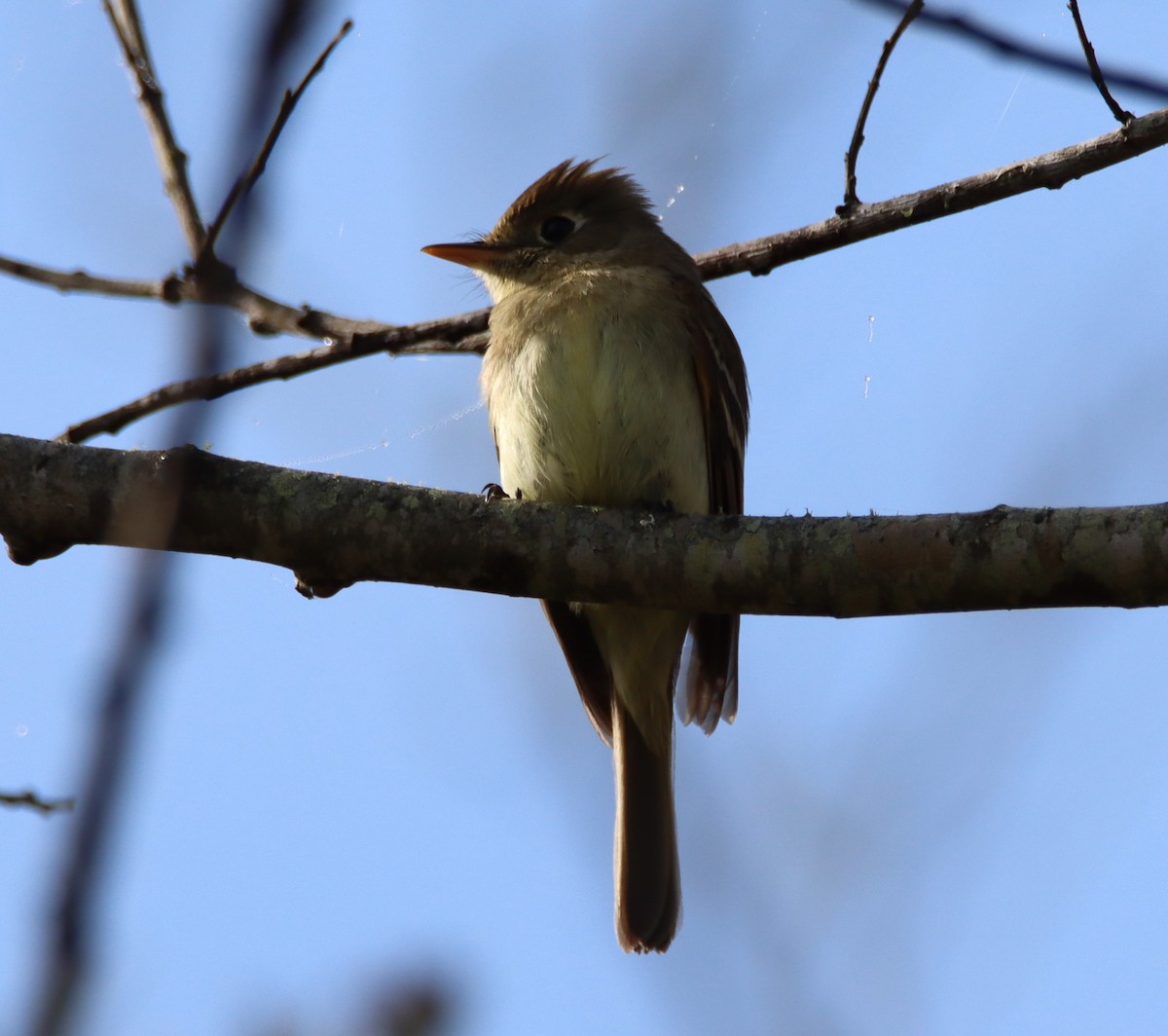 Western Flycatcher (Pacific-slope) - ML432485191