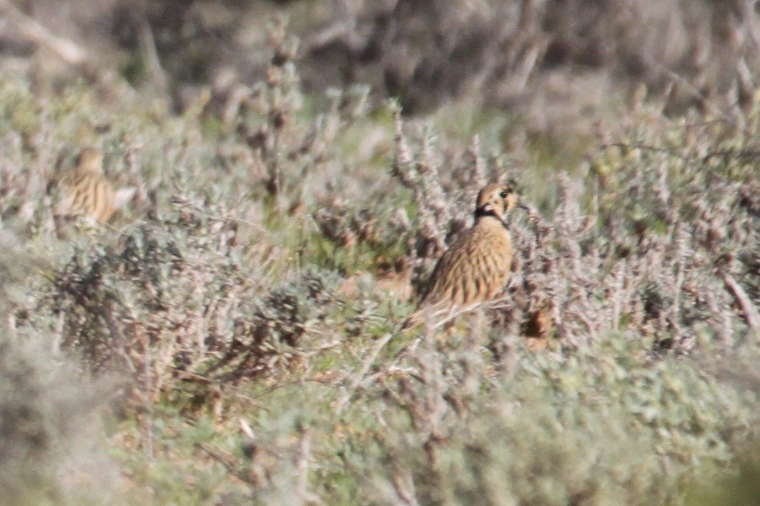 Inland Dotterel - ML432486331