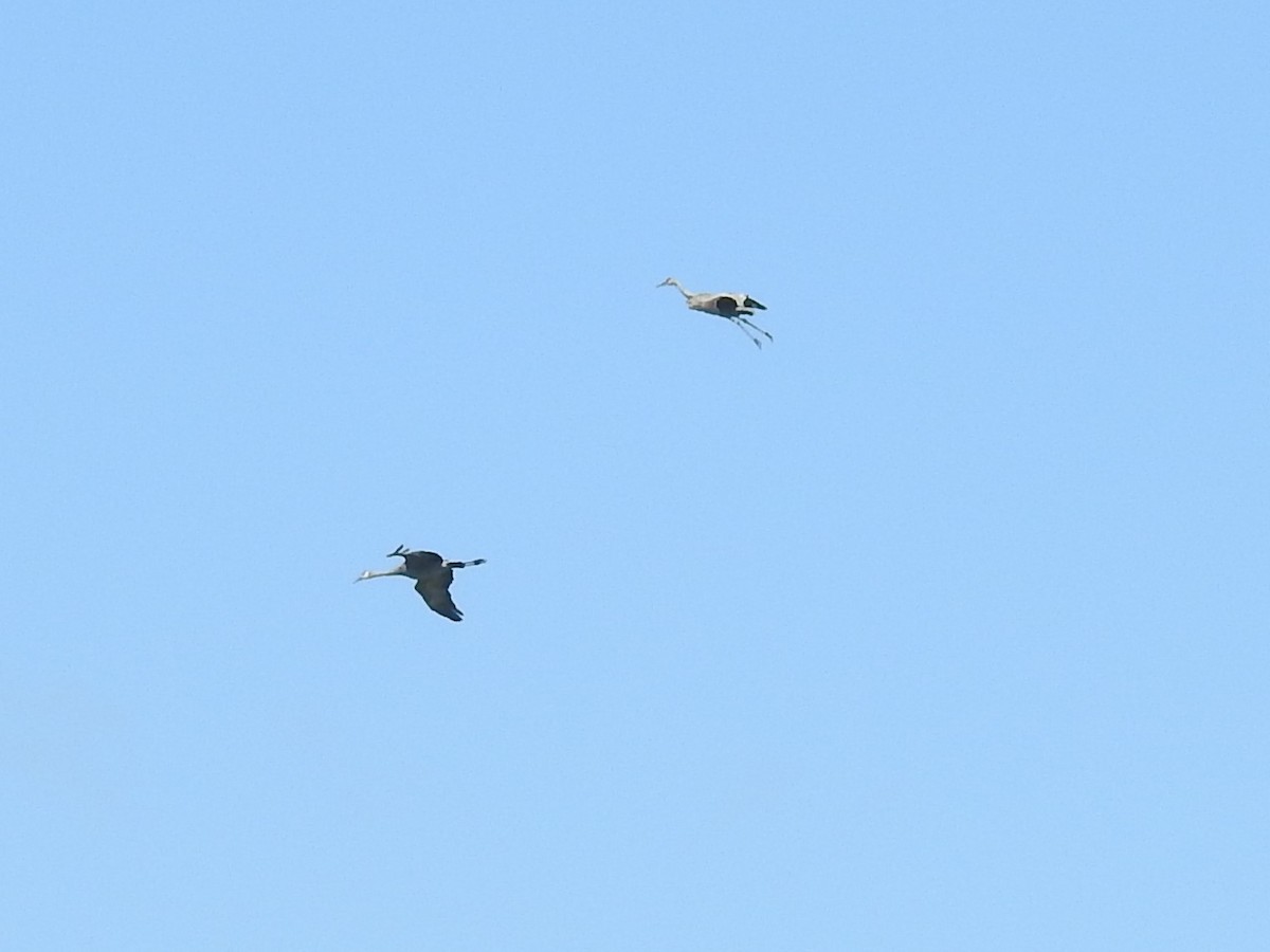 Sandhill Crane - ML432487791