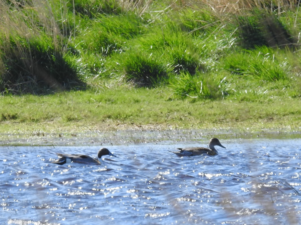 Northern Pintail - ML432487901