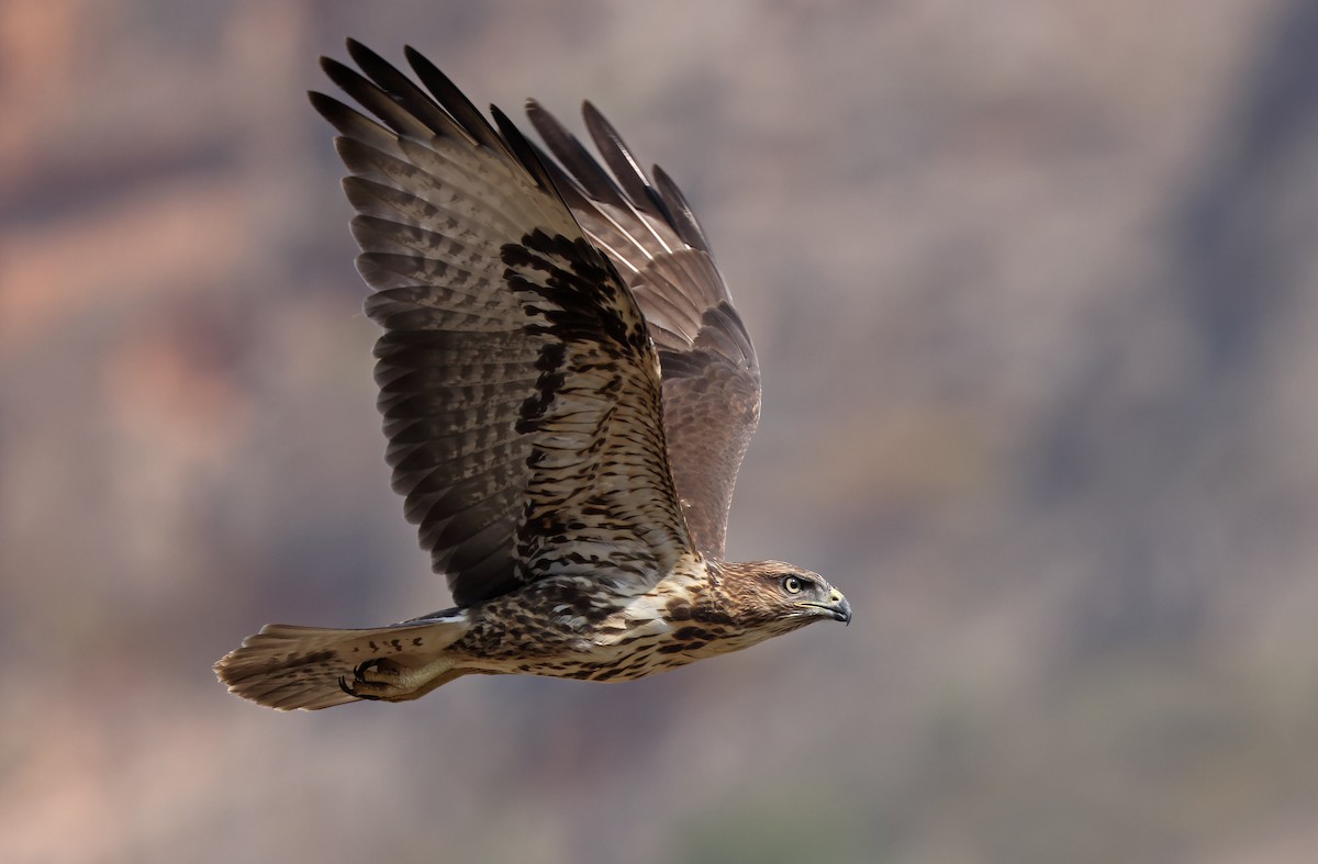 Socotra Buzzard - Robert Hutchinson