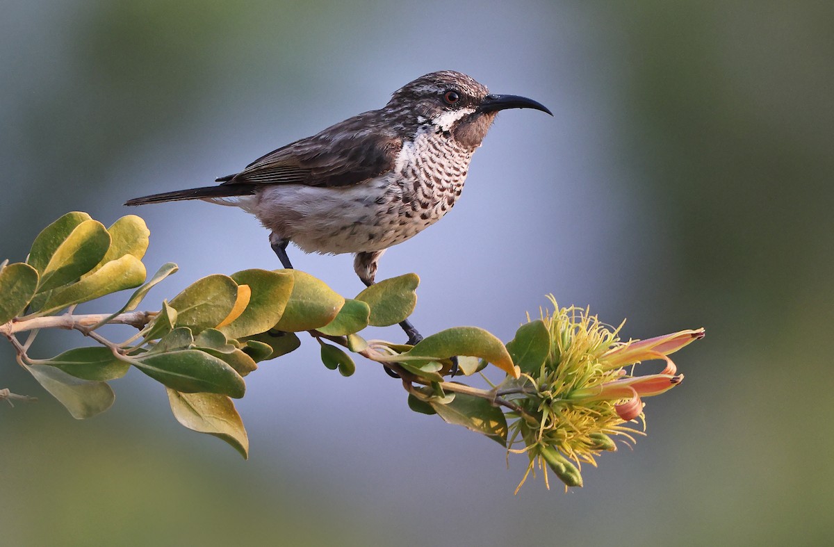 Socotra Sunbird - Robert Hutchinson / Birdtour Asia