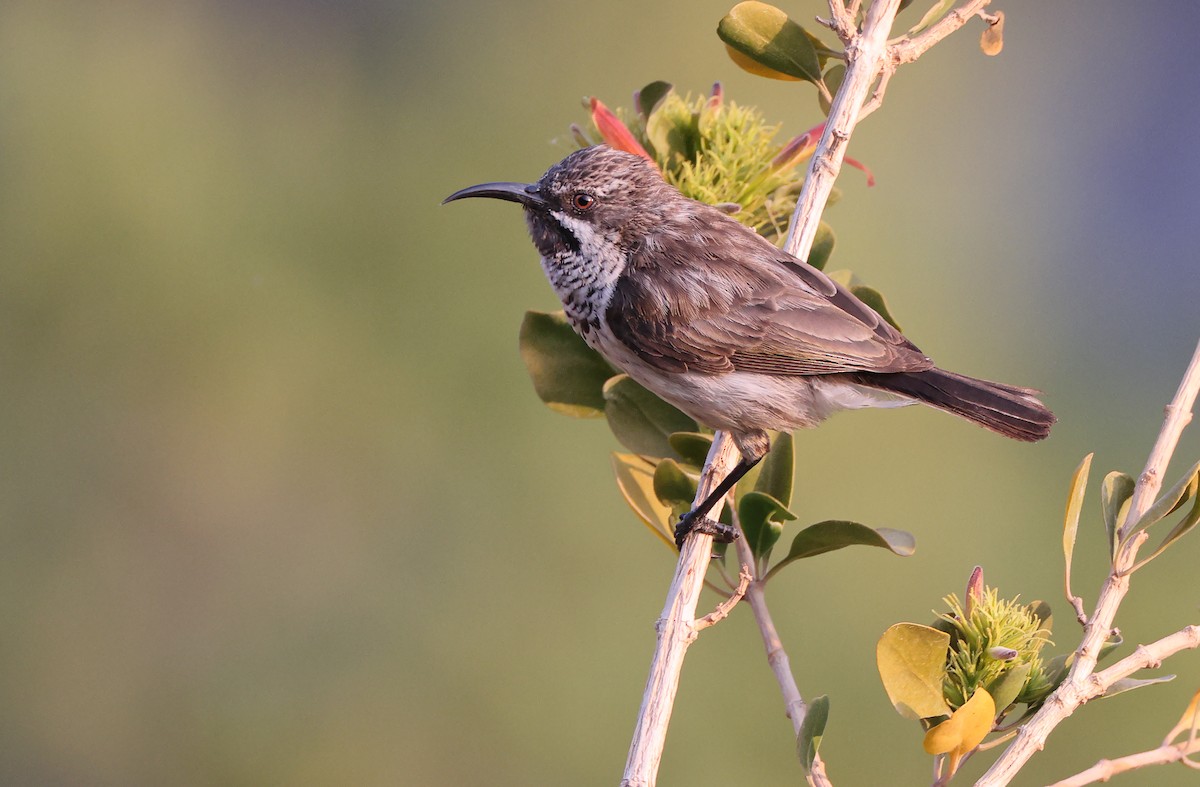 Socotra Sunbird - Robert Hutchinson / Birdtour Asia