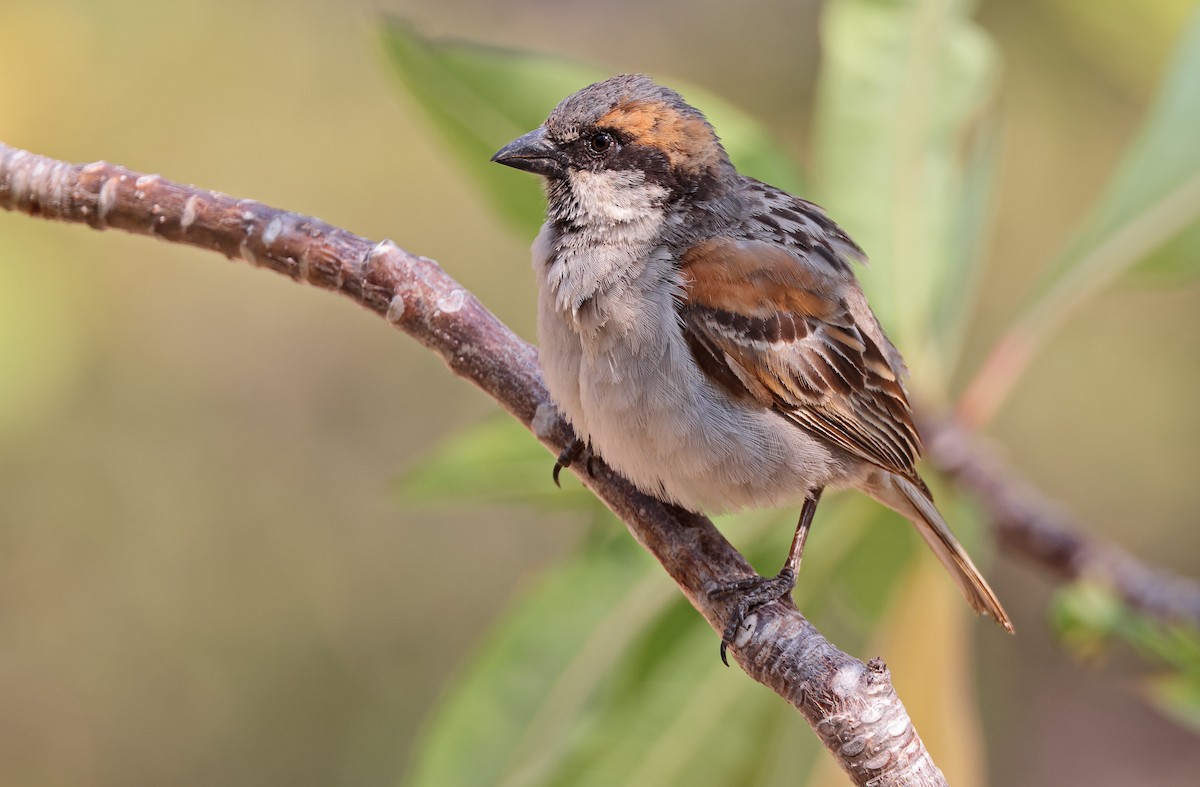 Socotra Sparrow - ML432488521