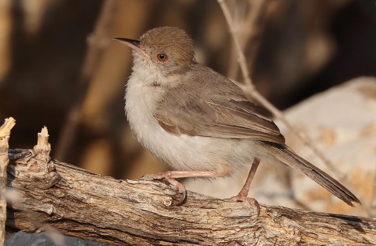 Socotra Warbler - ML432488581