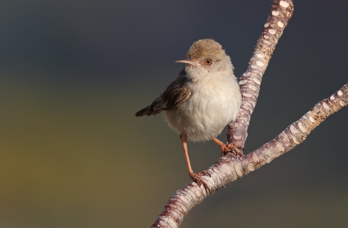 Socotra Warbler - ML432488631