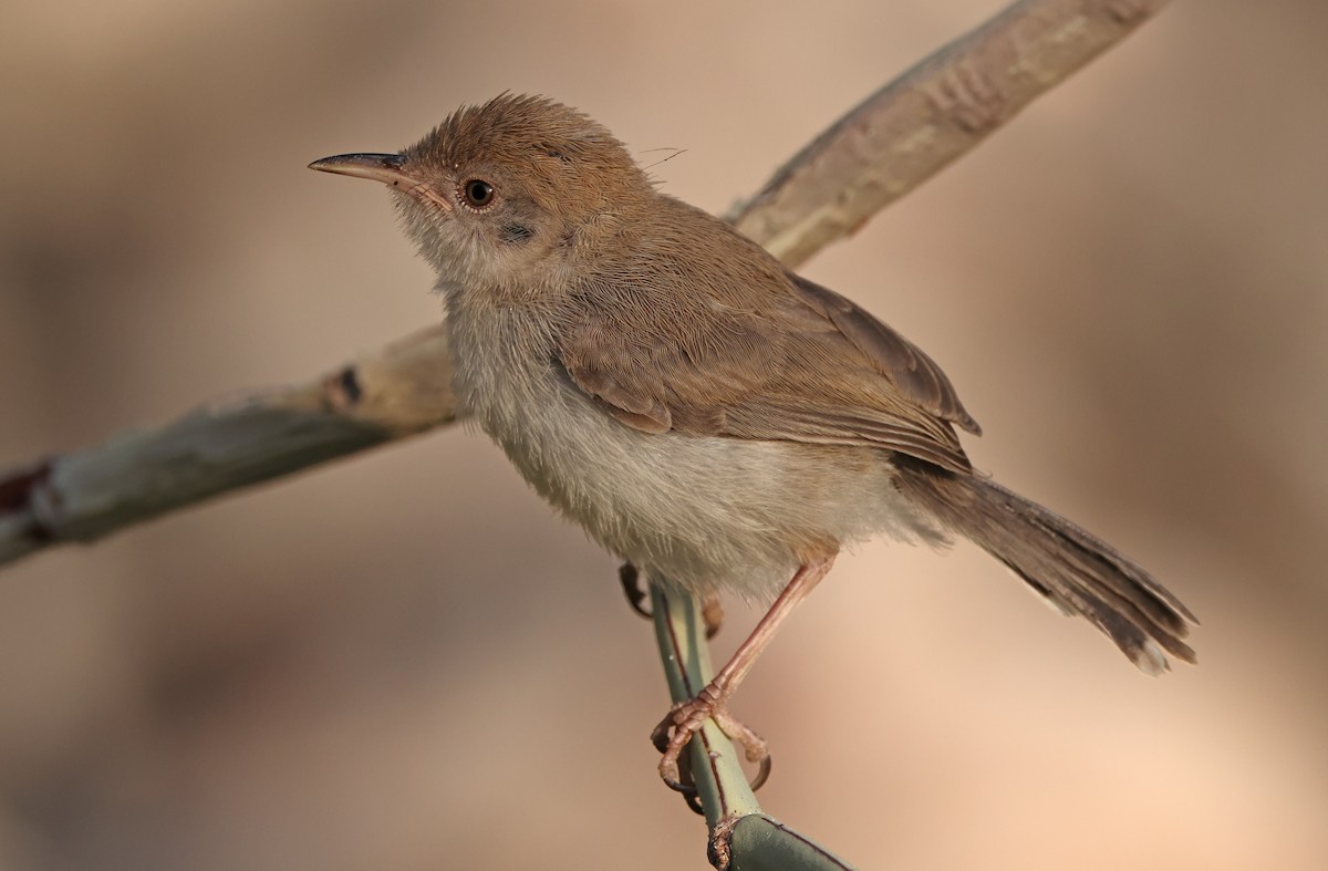 Socotra Warbler - ML432488821