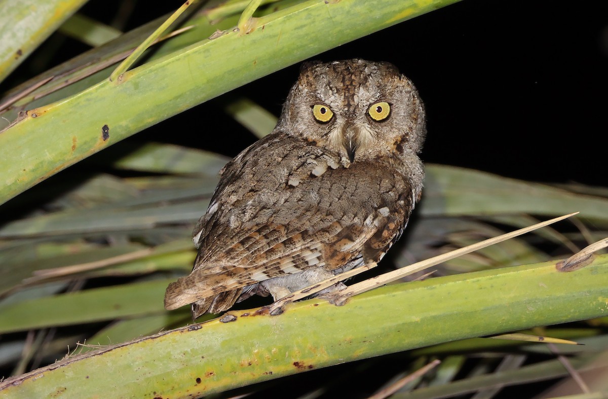 Socotra Scops-Owl - ML432489311