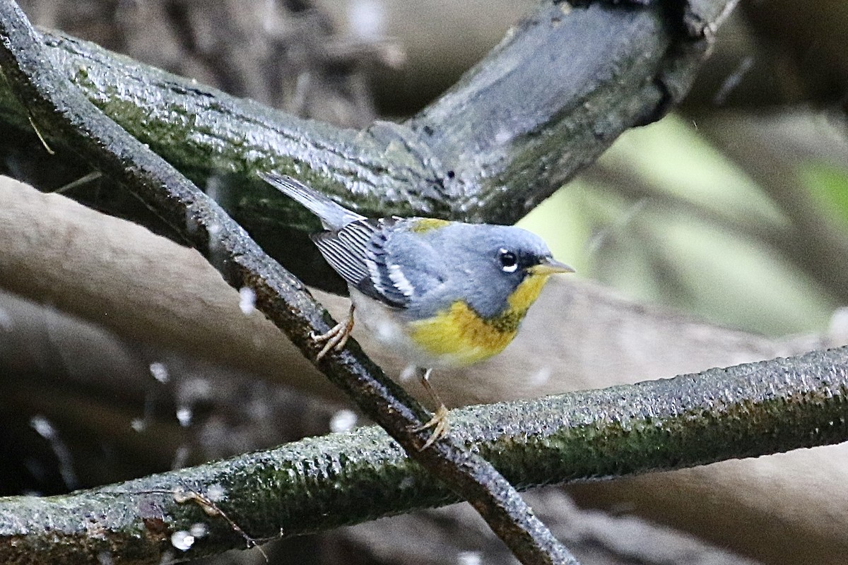 Northern Parula - Carol Ortenzio