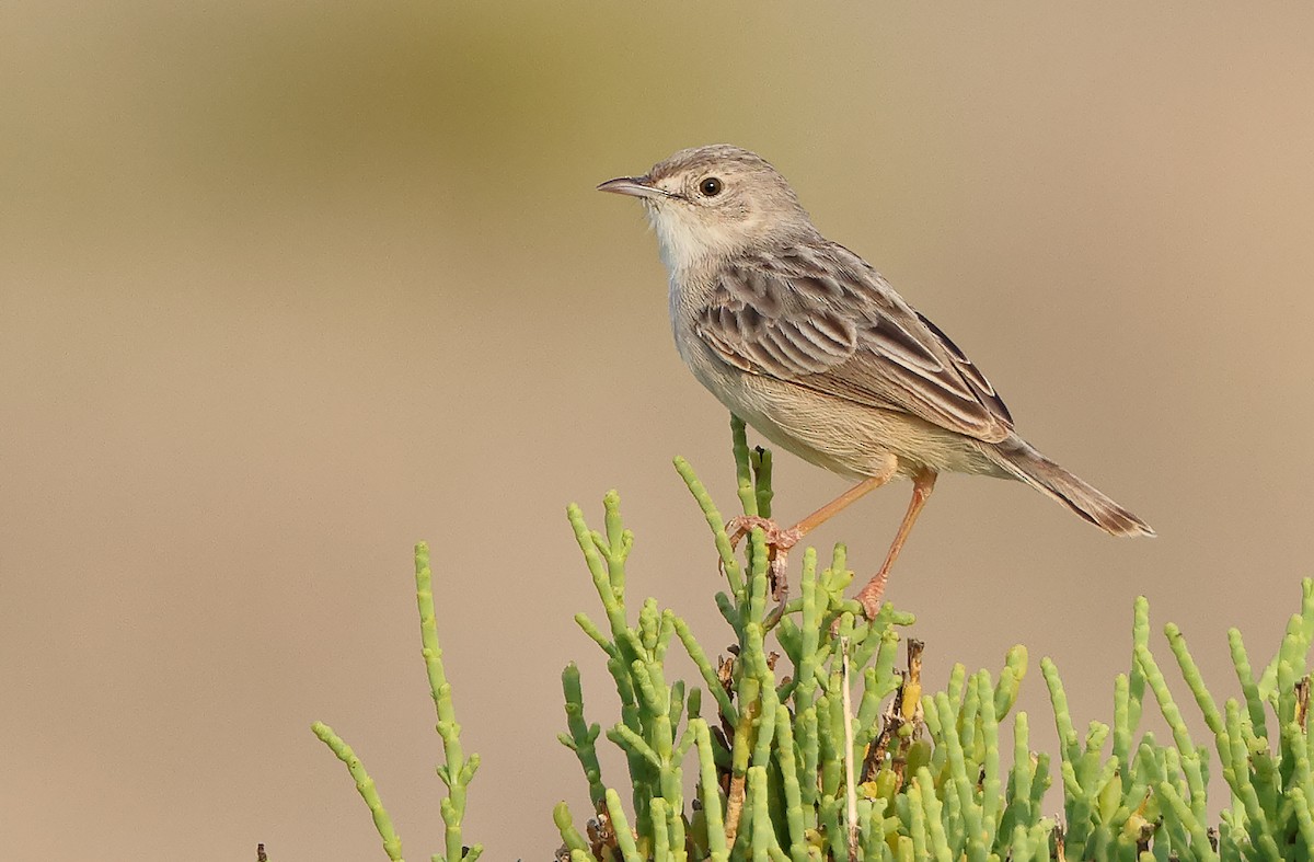 Cistícola de Socotra - ML432489711