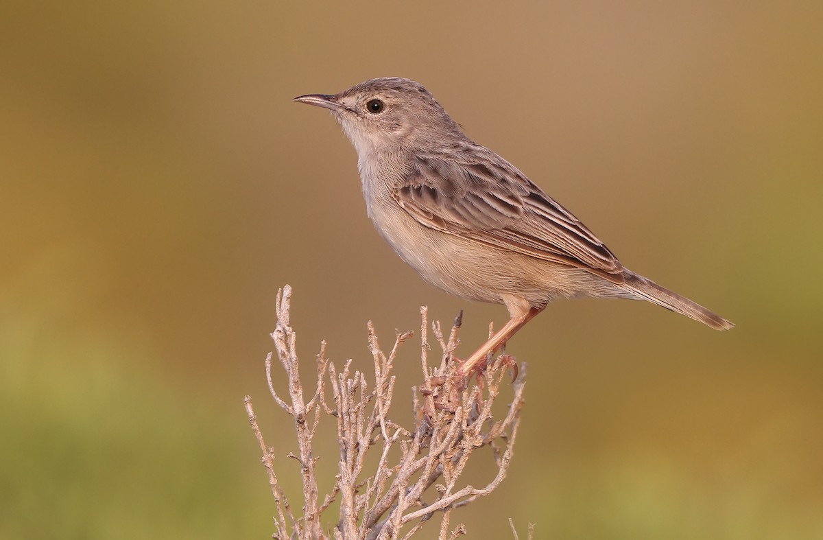 Socotra Cisticola - ML432489741